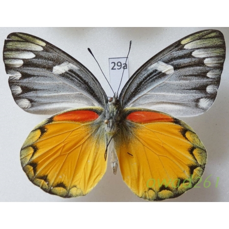 Delias oraria lydia Fruhstorfer, 1897 Indonesia, Flores29a